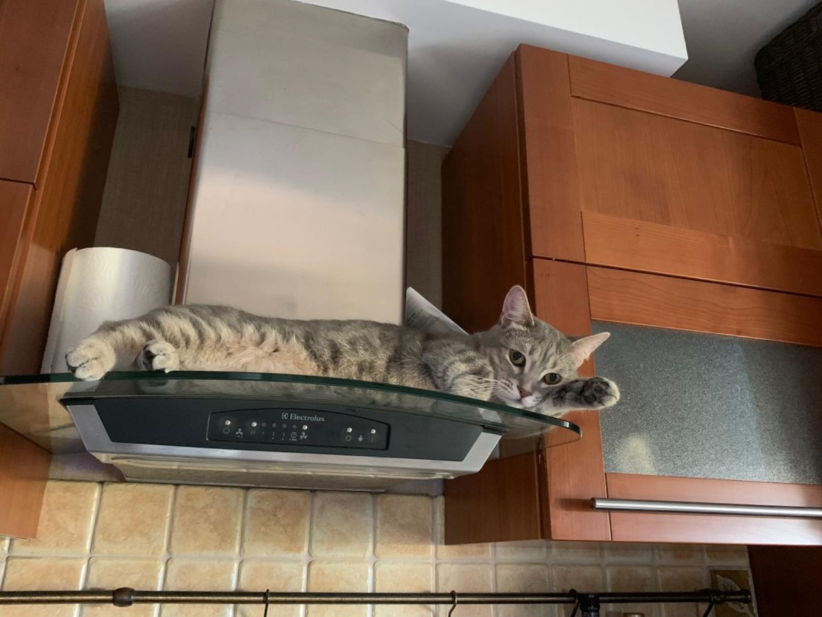 Кошка манчкин на кухонной вытяжке