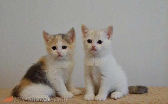 Nunki & Nuysya Karapuz long legs kittens