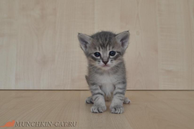 На фото: котенок манчкин Elza Karapuz 24д