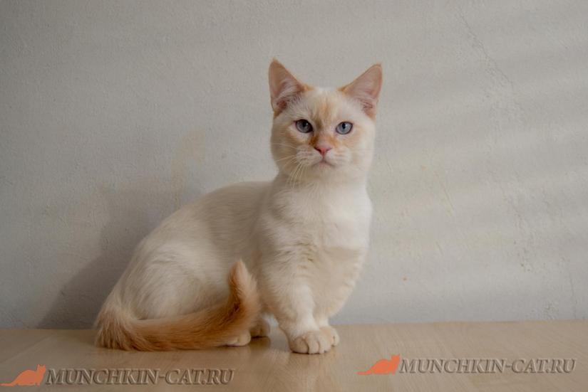 Michael Karapuz коротколапый кот породы манчкин