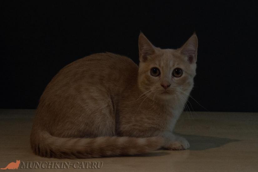 Velek Karapuz высокий кот породы манчкин 
