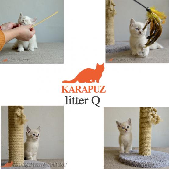 Родились котята Litter Q