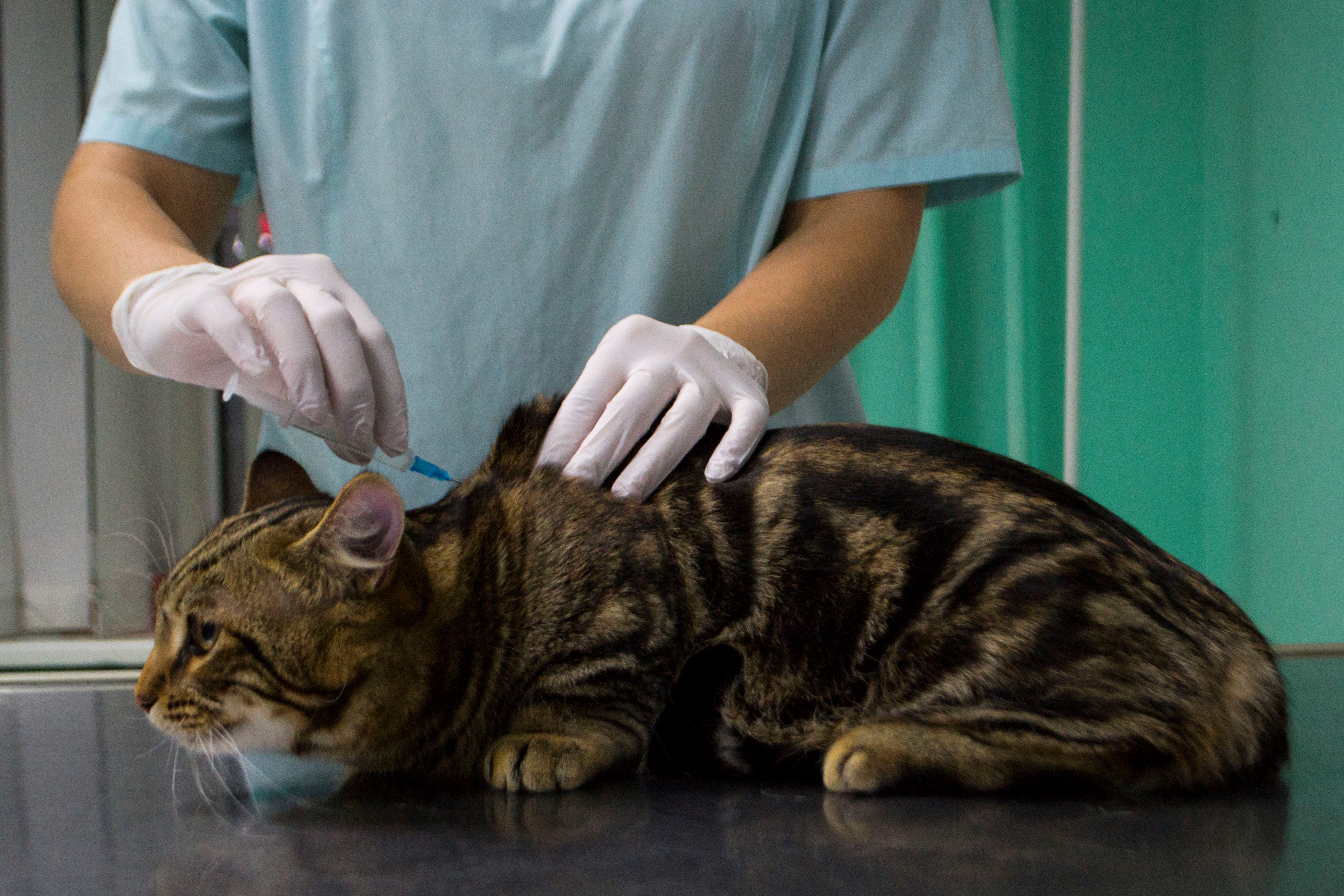Ветеринар усыпить кошку. Вакцинация кошек. Прививка для кошек. Вакцины для кошек. Укол от бешенства кошке.