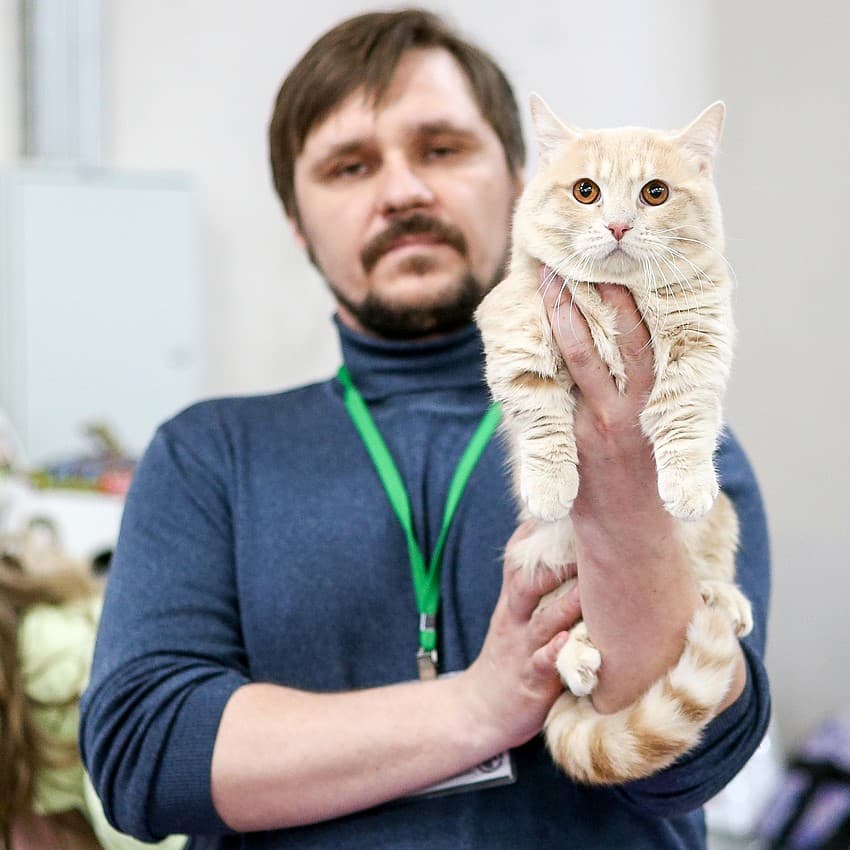 заводчик держит на руках кота породы манчкин