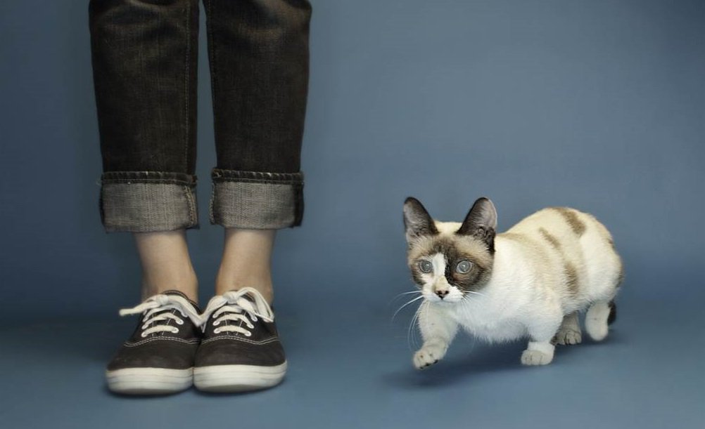 На фото: Самая низкая кошка в мире (рекорд Гиннеса) до 2013 года