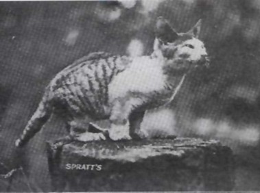 На фото: Самая первая задокументированная кошка породы манчкин