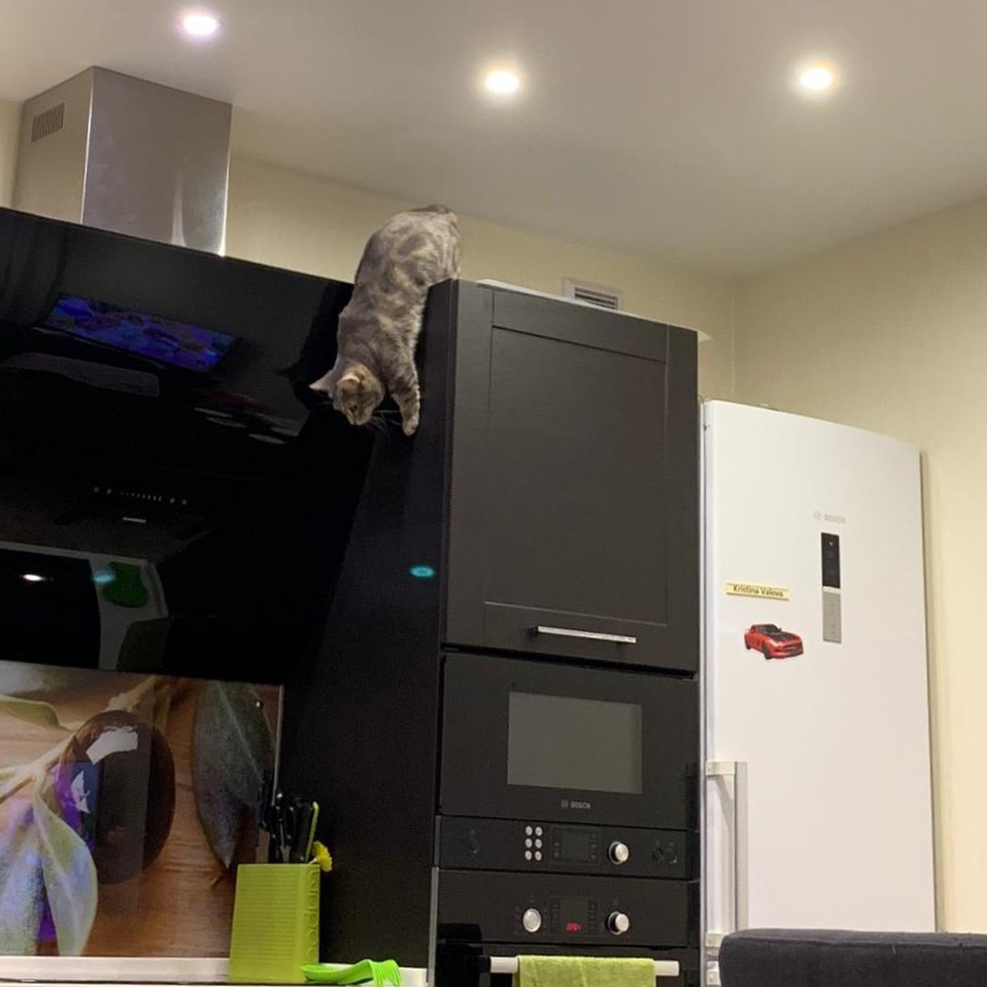 Кот породы манчкин спускается со шкафа