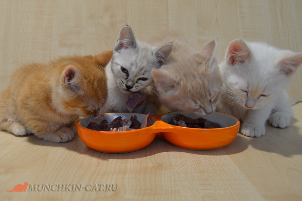 Котята породы манчкин кушают мясо