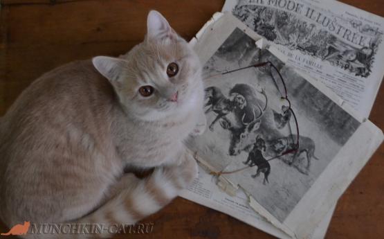 На фото: кот манчкин с историей