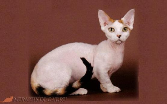 На фото: Первая кошка породы Минскин