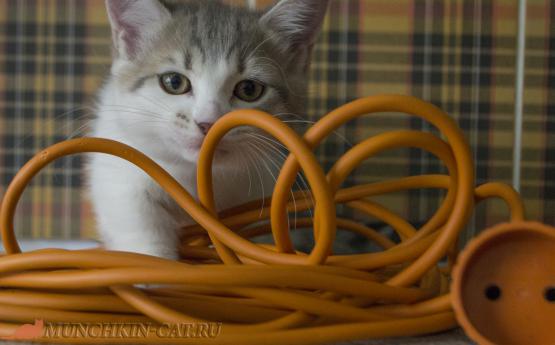 Кошка в электрических проводах