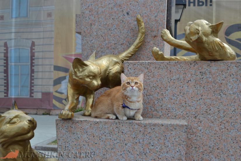 Манчкин Busya сквер сибирских кошек Тюмень