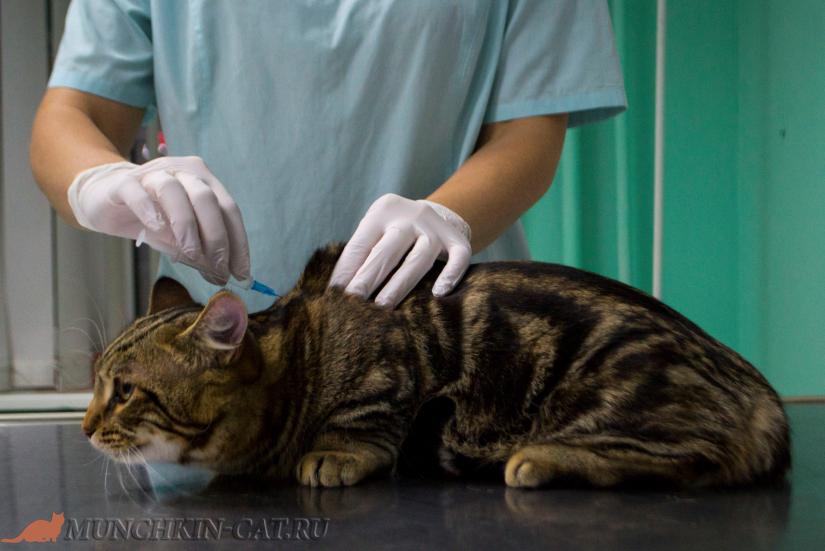 Прививки для кошки | Статьи о манчкинах