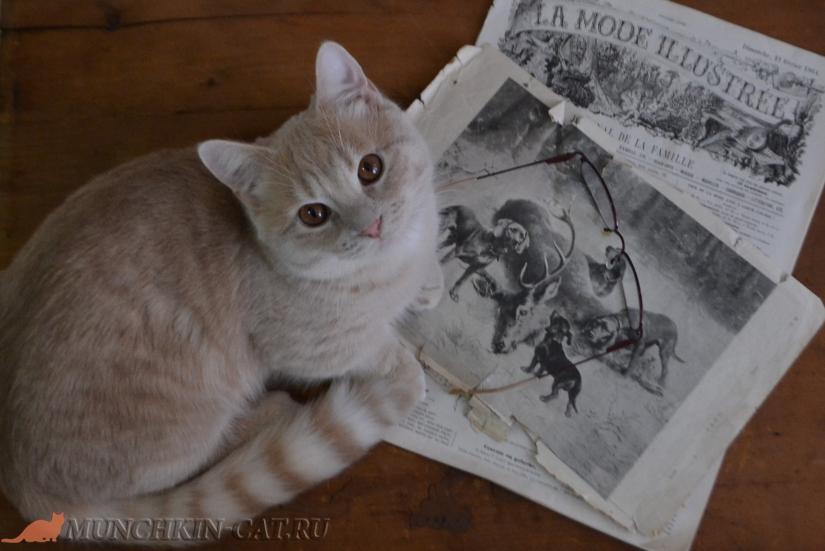 На фото: кот манчкин с историей