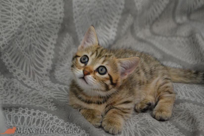 На фото: характер кошек породы манчкин