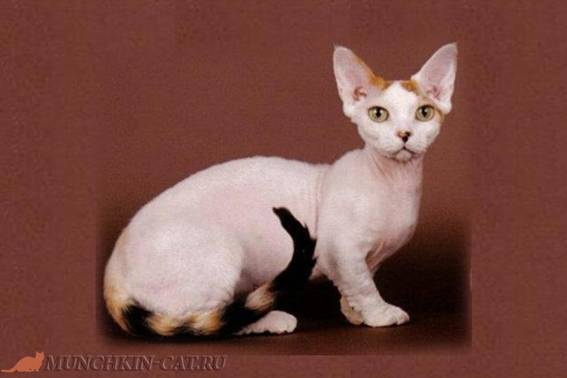 Порода кошек Минскин (Minskin) | Статьи о манчкинах