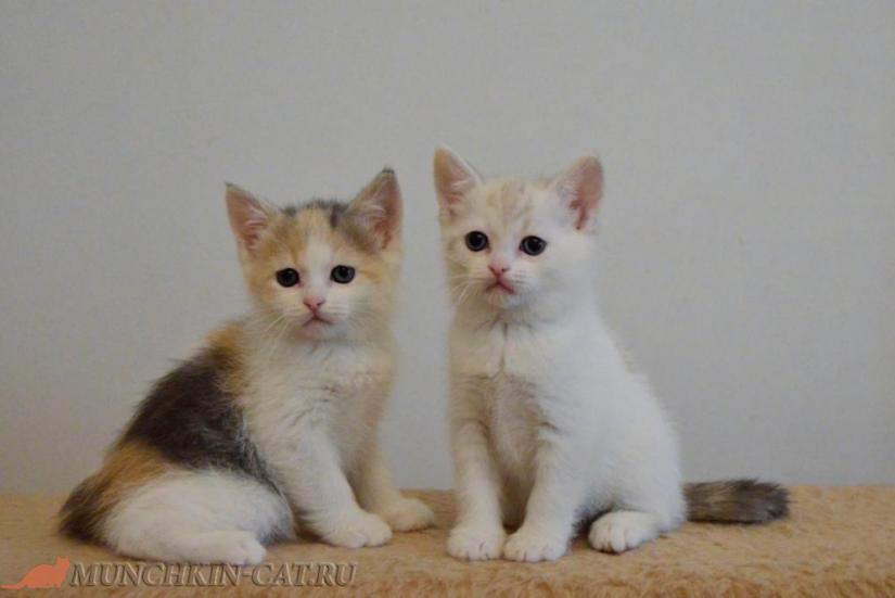 Nunki & Nuysya Karapuz long legs kittens