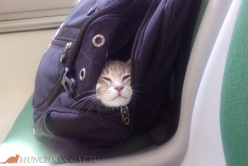 На фото кошка в самолете