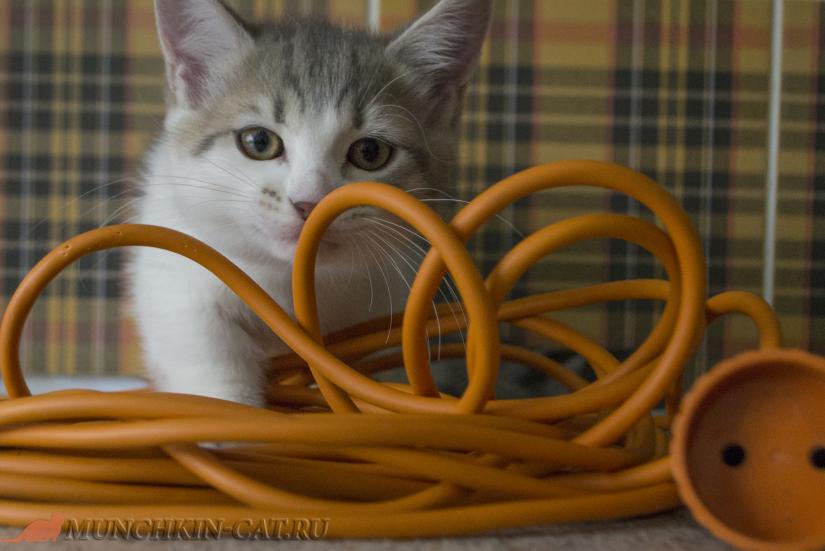 Кошка в электрических проводах