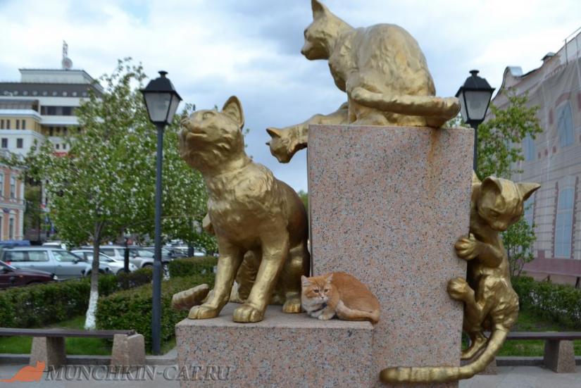 Busya Тюменскии сквер Сибирских кошек