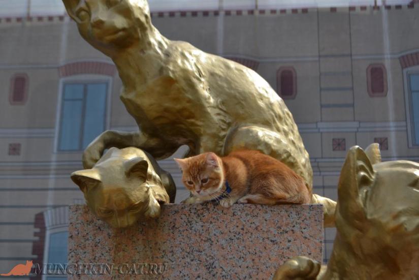Busya сквер Сибирских кошек