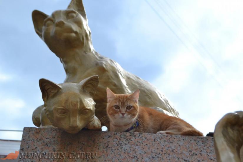 Busya сквер Сибирских кошек Тюмень