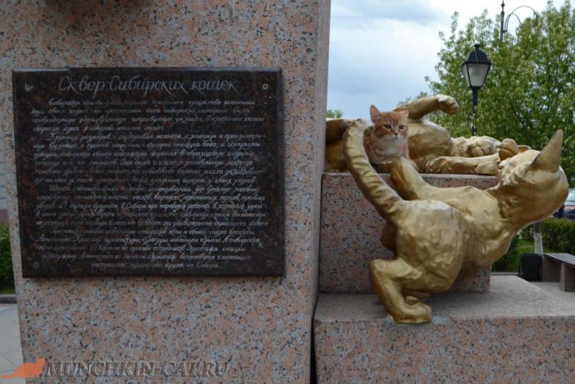 Busya сквер Сибирских кошек Тюмень