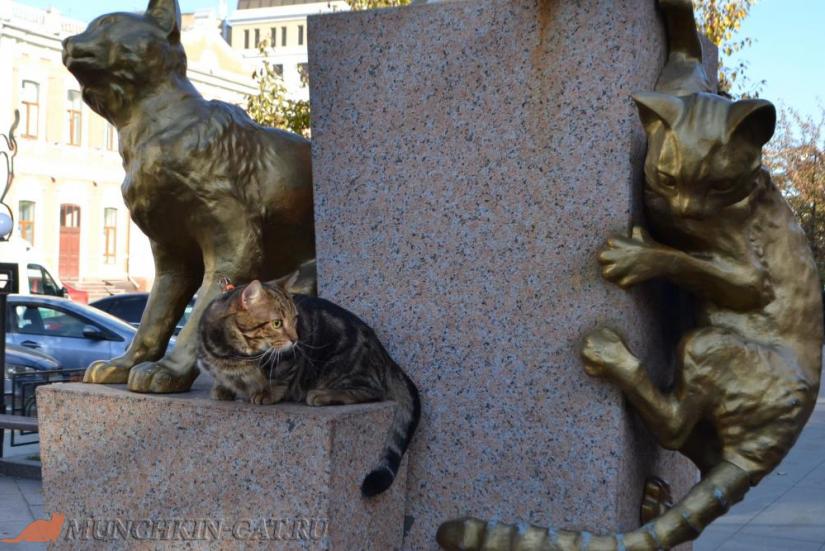 Butuz сквер Сибирских кошек Тюмень