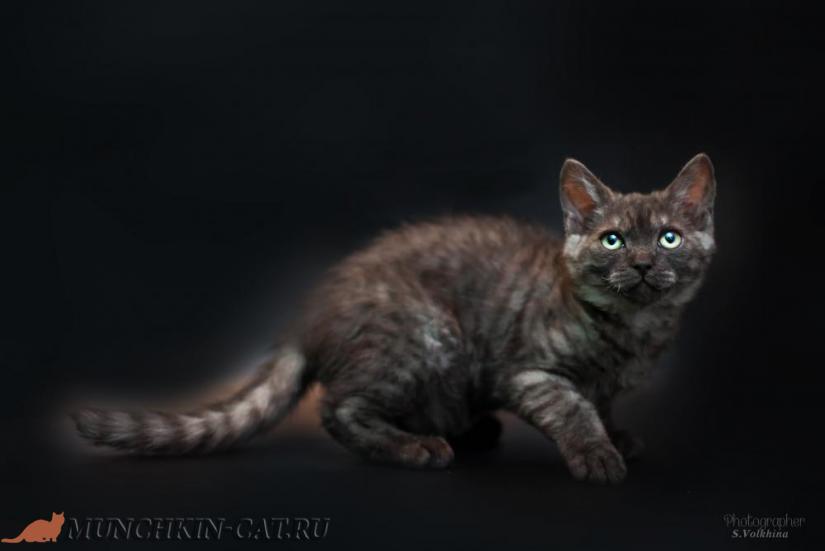 На фото: кошка породы Ламбкин черный фон