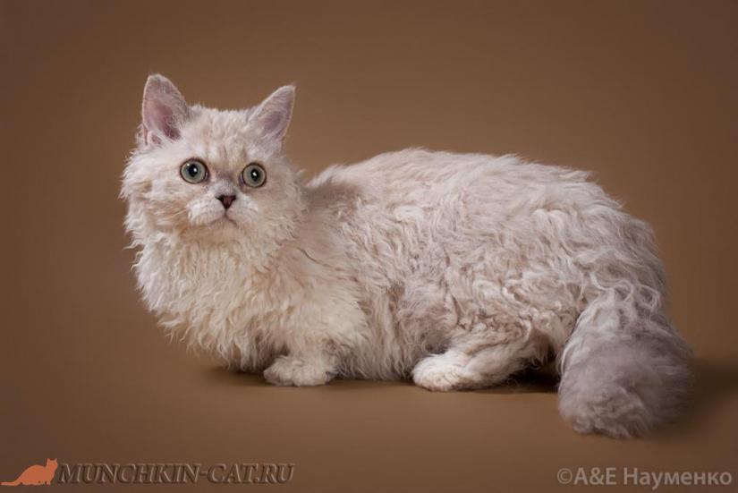На фото: кошка породы Ламбкин
