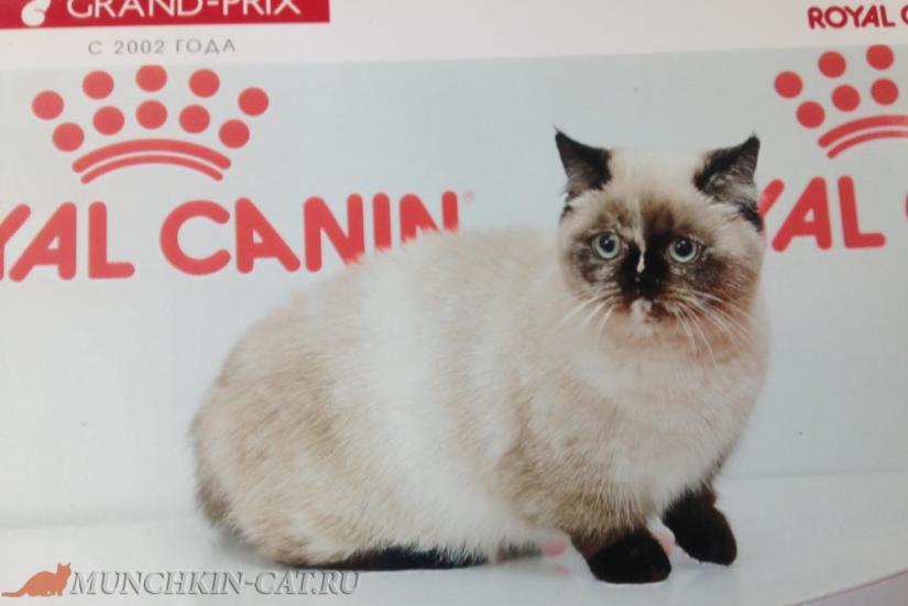 На фото: кошка породы Наполеон (менуэт) поинт боком