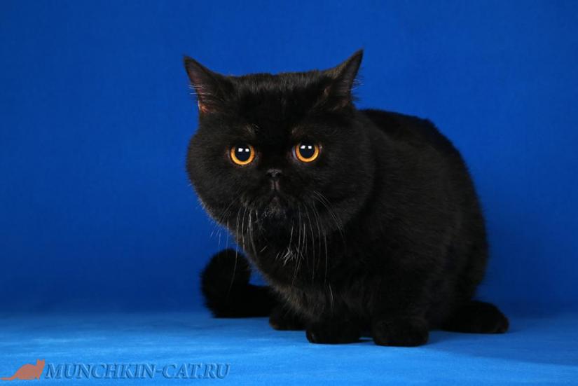 На фото: кошка породы Наполеон (менуэт) черный