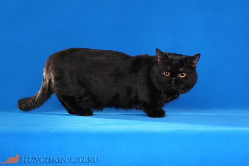 На фото: кошка породы Наполеон (менуэт) черный боком