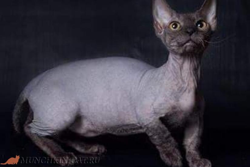 Порода кошек Минскин (Minskin) | Статьи о манчкинах
