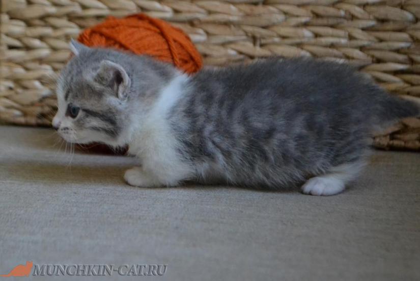 Munchkin Rada Karapuz