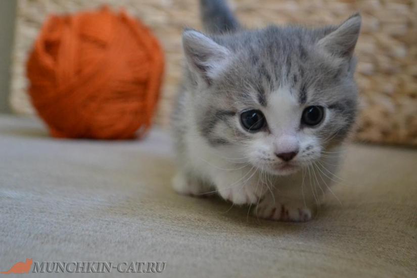 Munchkin Rada Karapuz