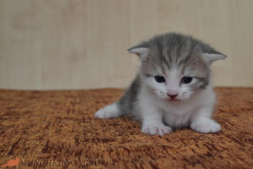 Котенок породы Манчкин Busya Karapuz 3 недели