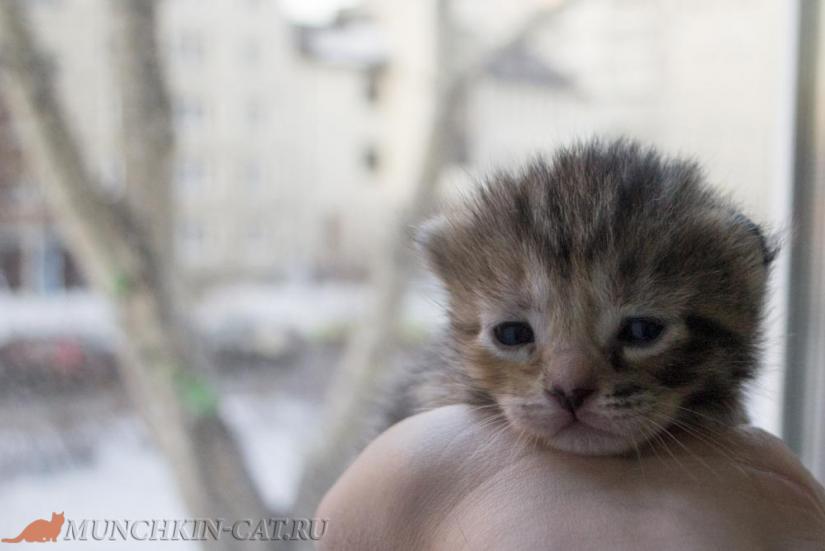 На фото: котенок манчкин Egoza Karapuz 12д