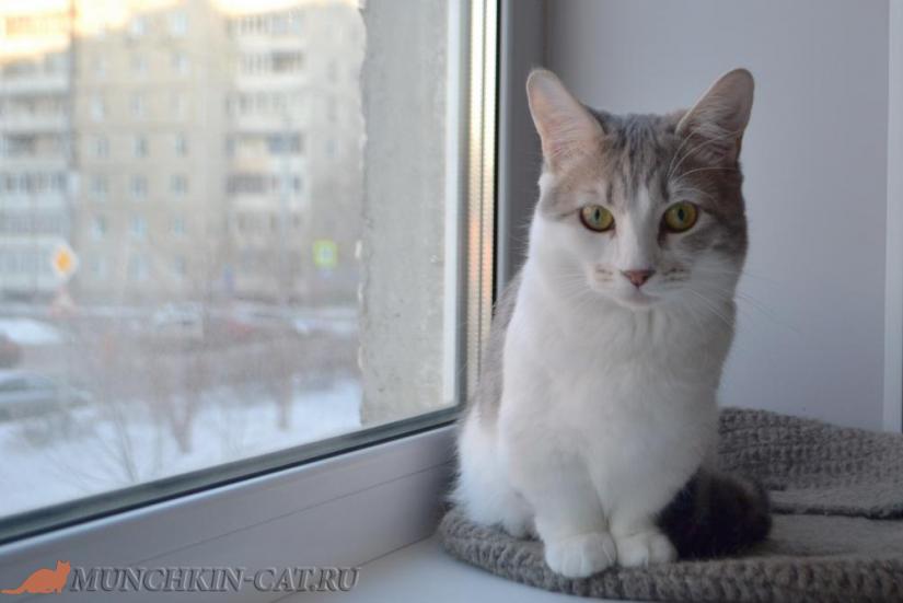 Котенок породы Манчкин Basya Karapuz 11месяцев