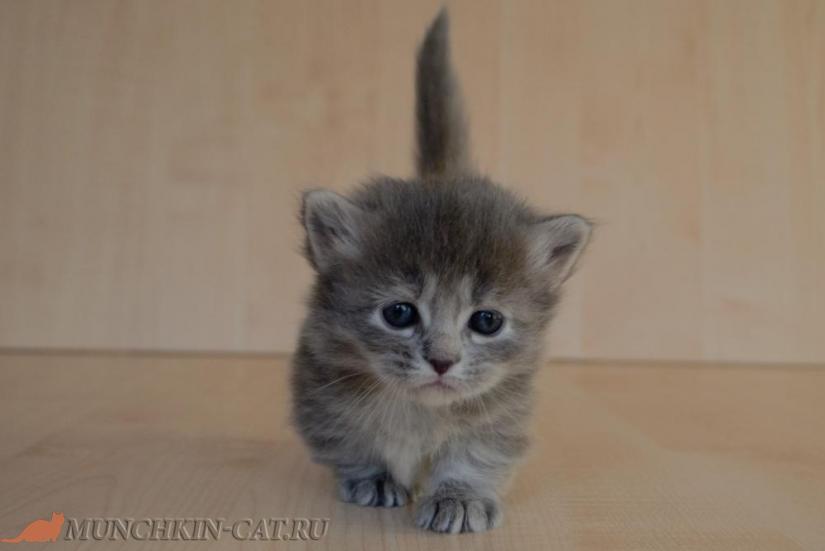 На фото: котенок манчкин Eva Karapuz 24д