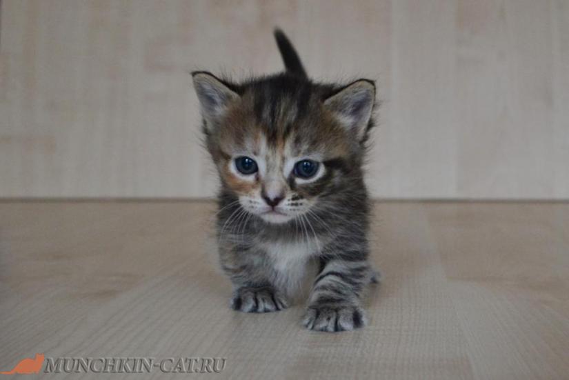 На фото: котенок манчкин Egoza Karapuz 24д
