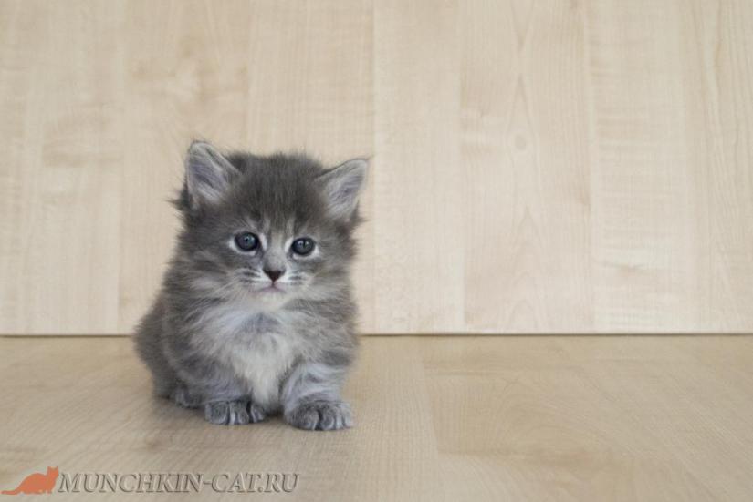 На фото: котенок манчкин Eva Karapuz 1 месяц 5 дней