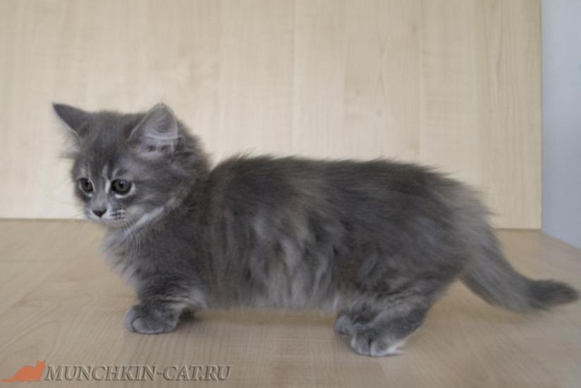 На фото: котенок манчкин Eva Karapuz 2м 6д