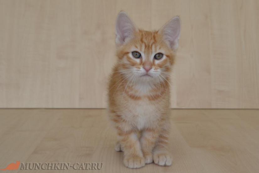 На фото: котенок манчкин (длинные лапы) Emelya Karapuz 2 месяца 6д