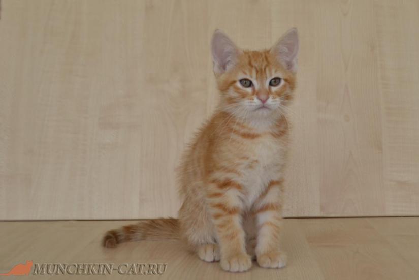 На фото: котенок манчкин (длинные лапы) Emelya Karapuz 2 месяца 6д