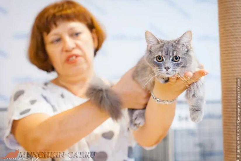 Манчкин Eva выставка кошек Москва