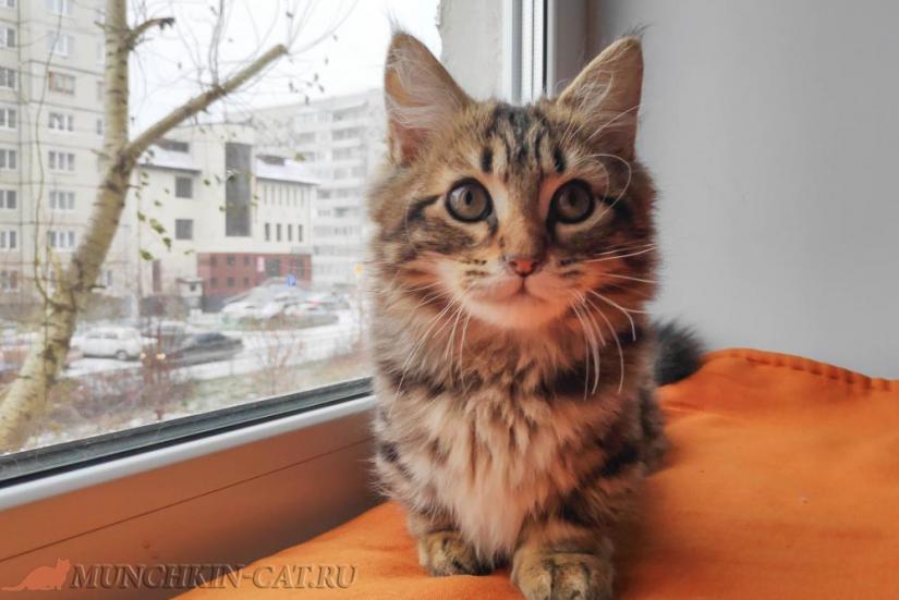 кот манчкин 4 месяца Filya Karapuz