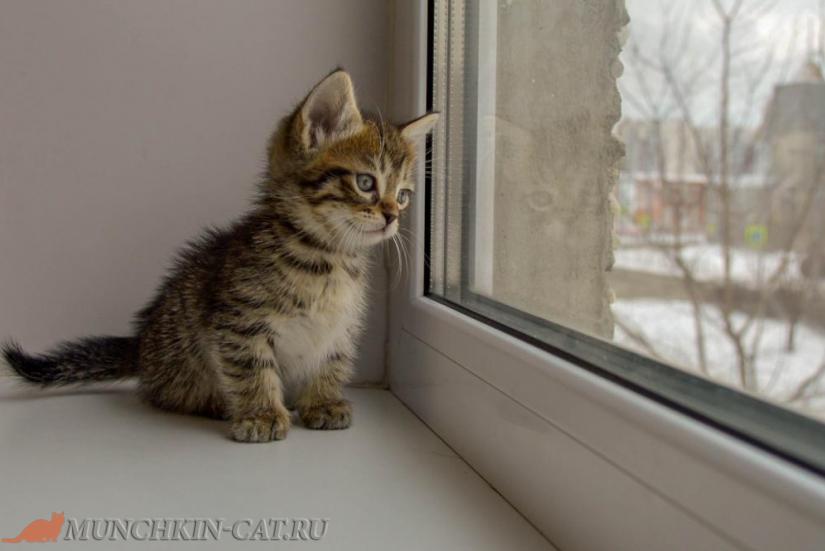 Iron Karapuz коротколапый кот 1 месяц 10 дней