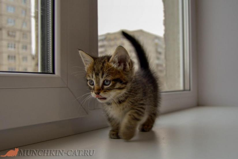 Iron Karapuz коротколапый кот 1 месяц 10 дней