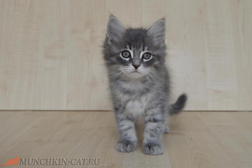 Izya Karapuz 01.02.2020